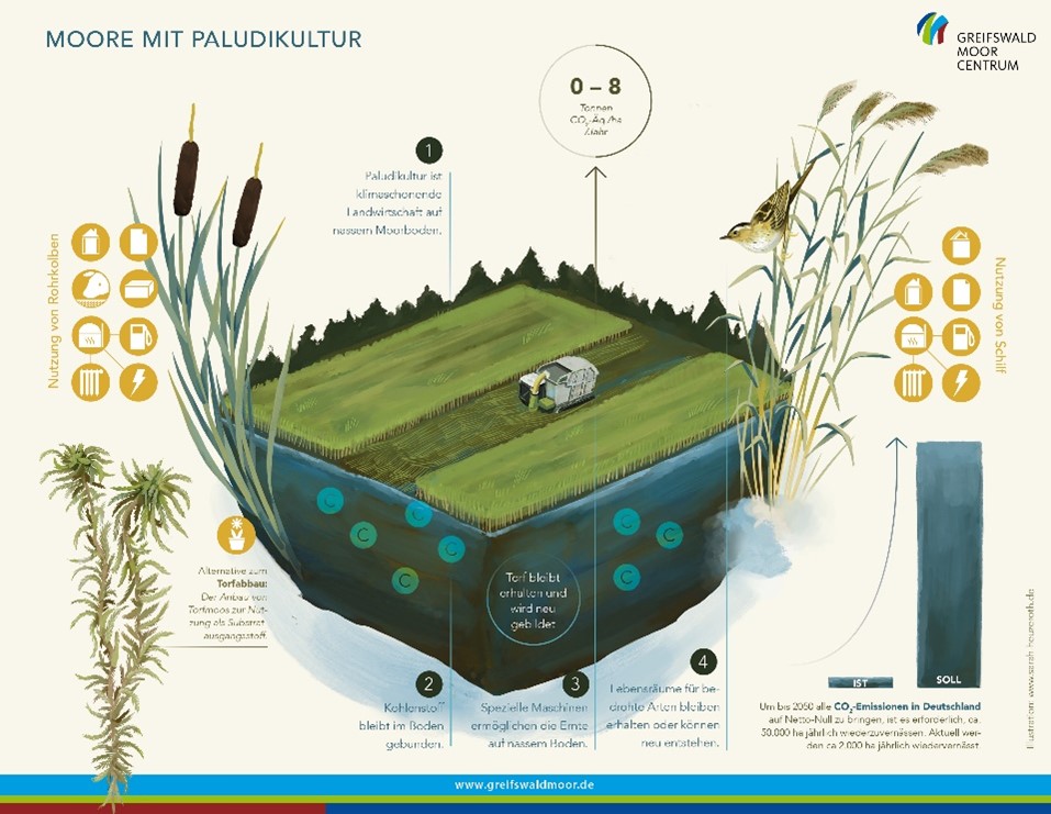Paludikultur