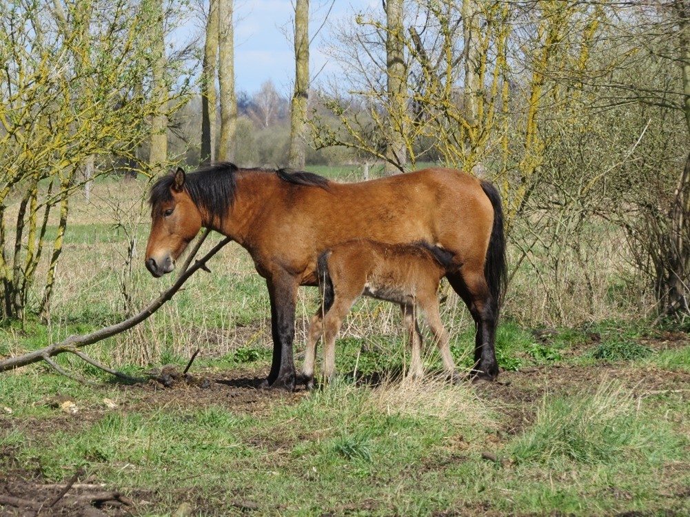 Huzulen 
