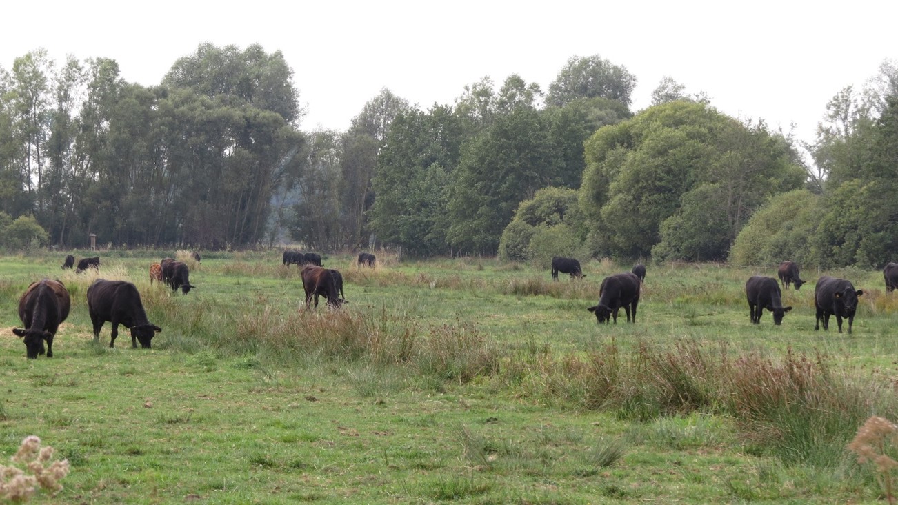 Galloway Rinder 