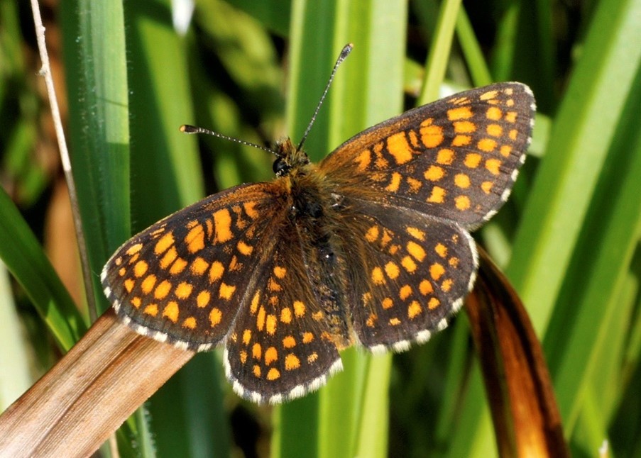 Torfwiesen Scheckenfalter (Melithaea neglecta)