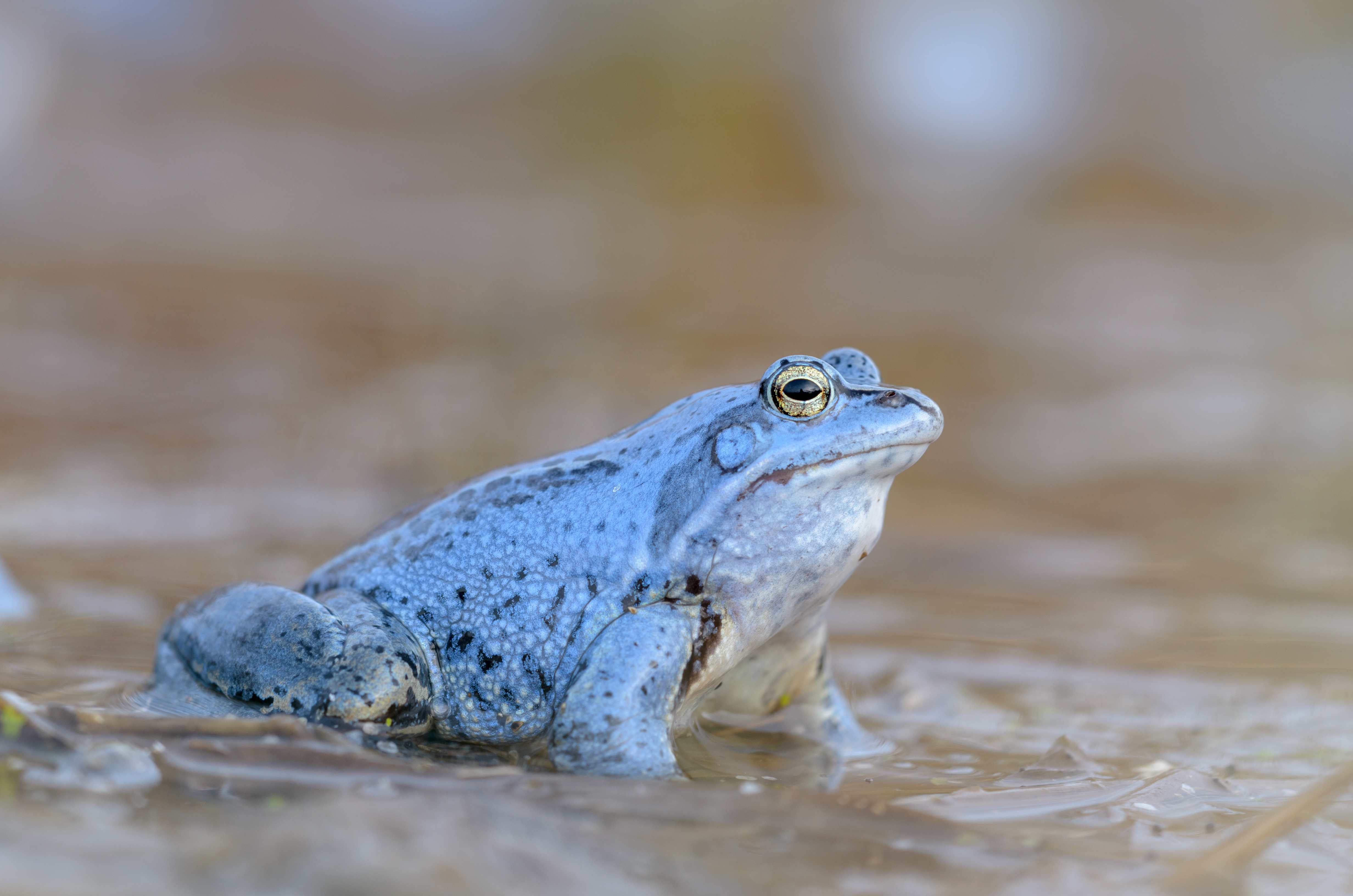 Moorfrosch