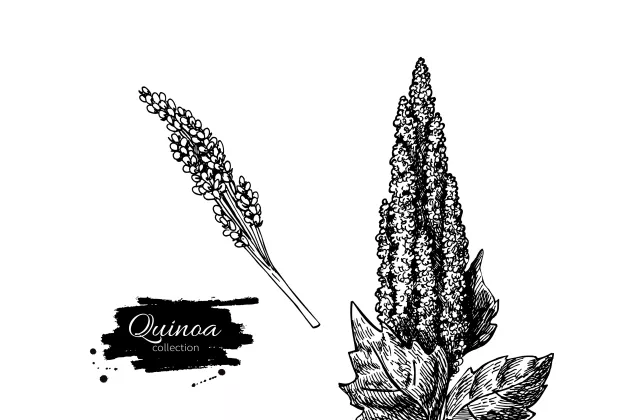 Quinoa