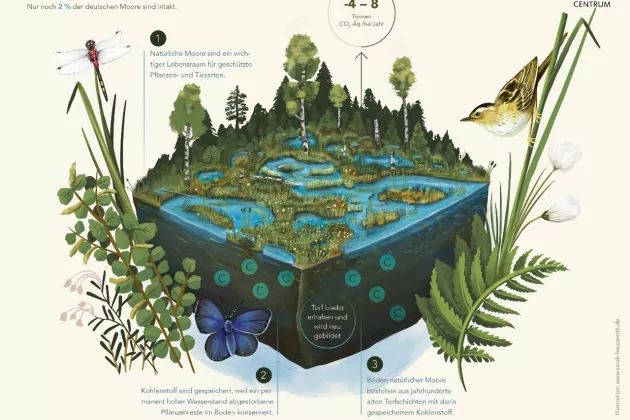 Infografik Moor