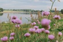 Lila Blüten vor grüner Landschaft mit Fluss