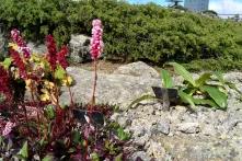 Kleine rosa Feldblumen im Vordergrund, im Hintergrund Brockenturm und Brockmuseum vor blauem Himmel