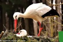 Stork Pair