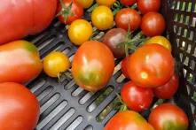 Große und kleine Tomaten in rot, orange und gelb