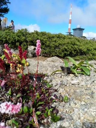 Kleine rosa Feldblumen im Vordergrund, im Hintergrund Brockenturm und Brockmuseum vor blauem Himmel