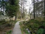 verschlungener Holzbohlenpfad durch einen Kiefernwald